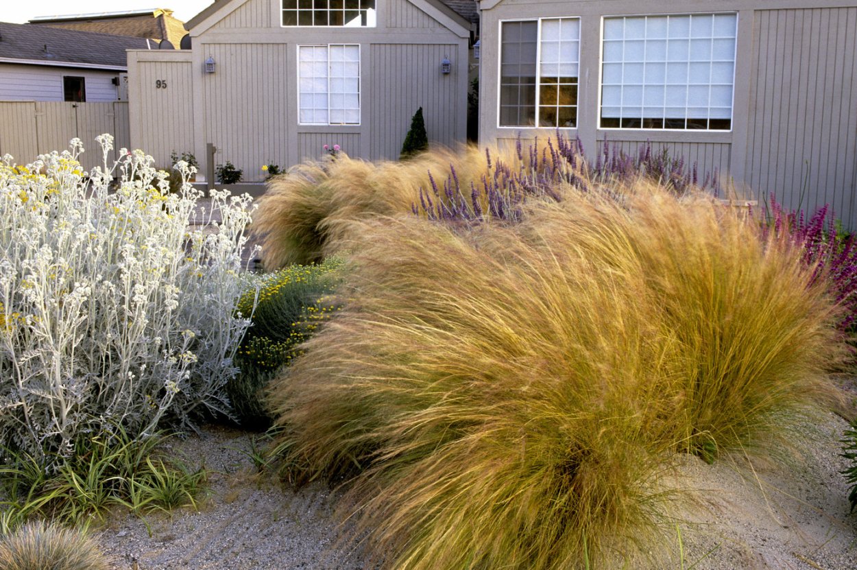 Ячмень гривастый миксбордер