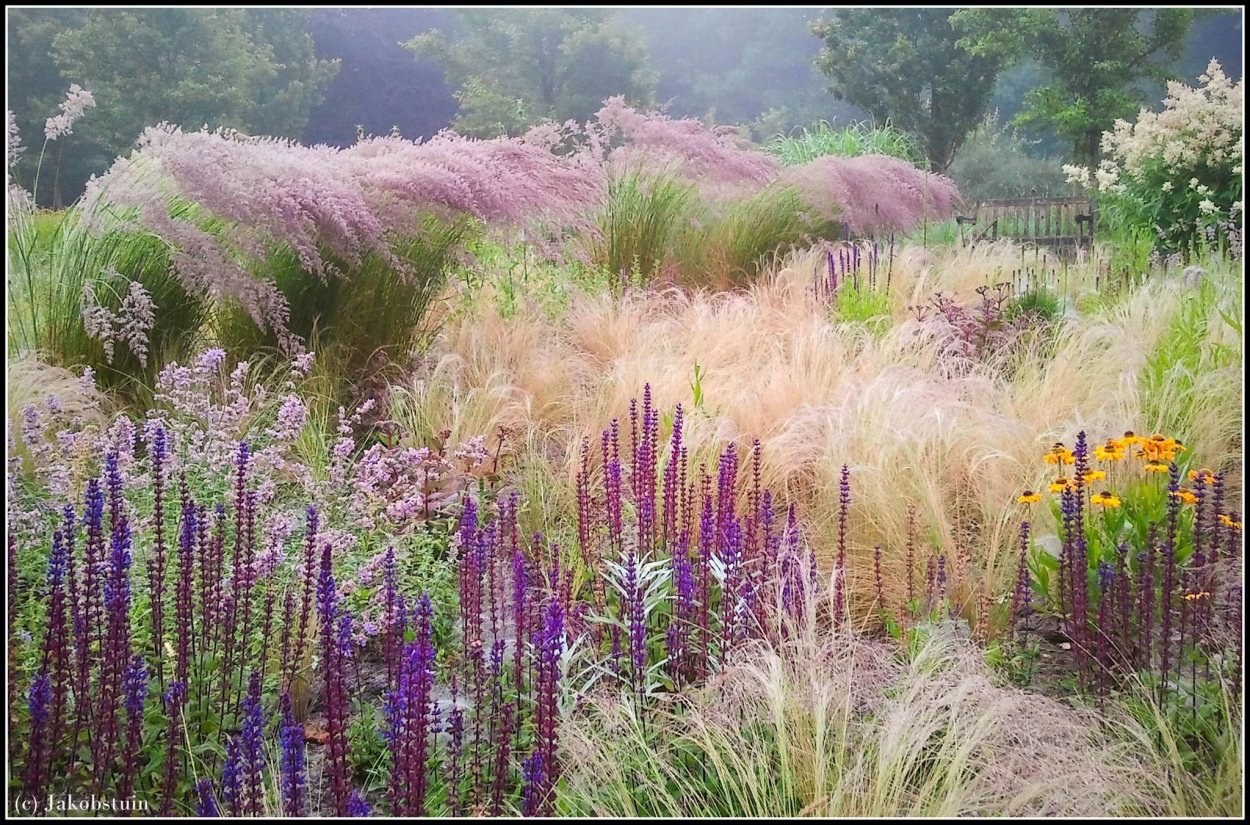 Вейник коротковолосистый