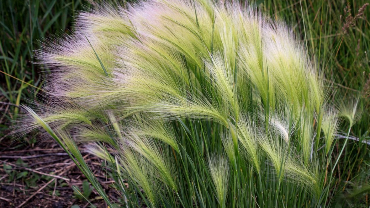 Лисохвост гривастый ячмень