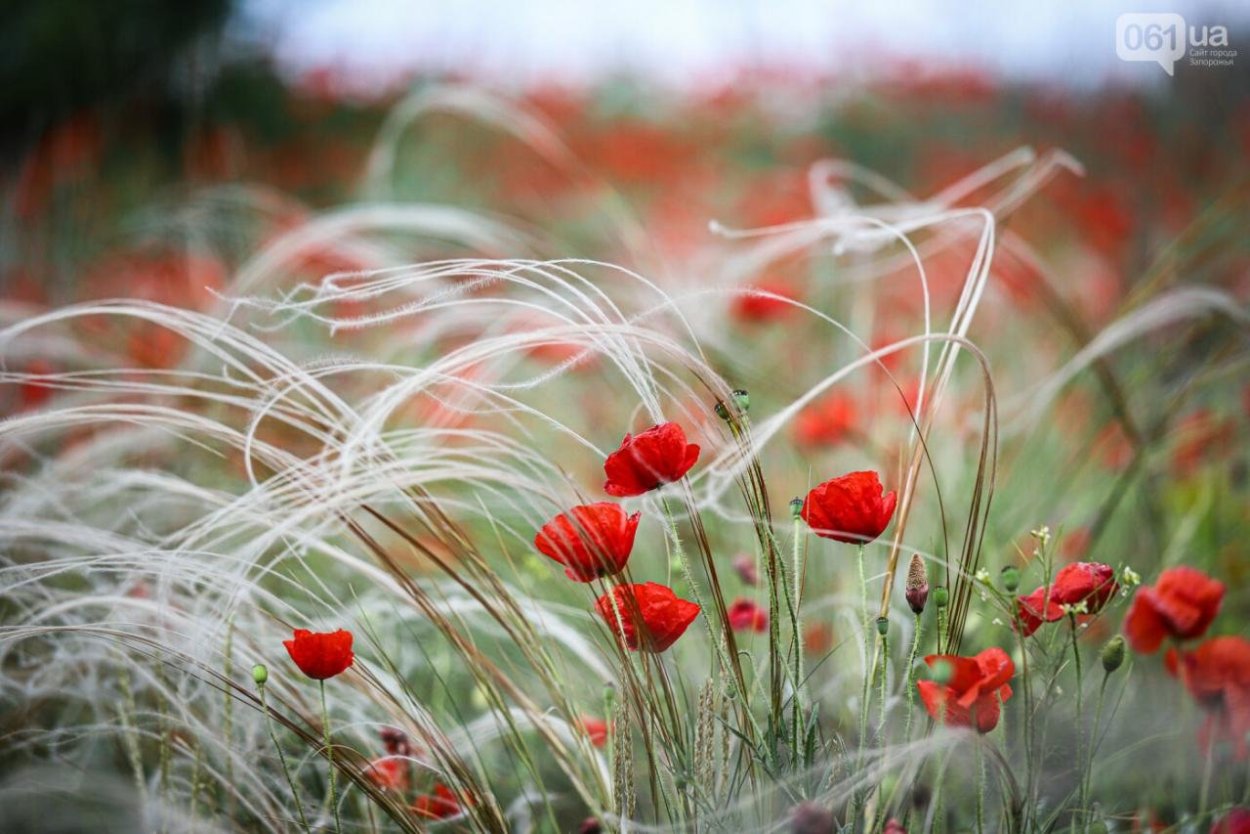 Ковыль полевой