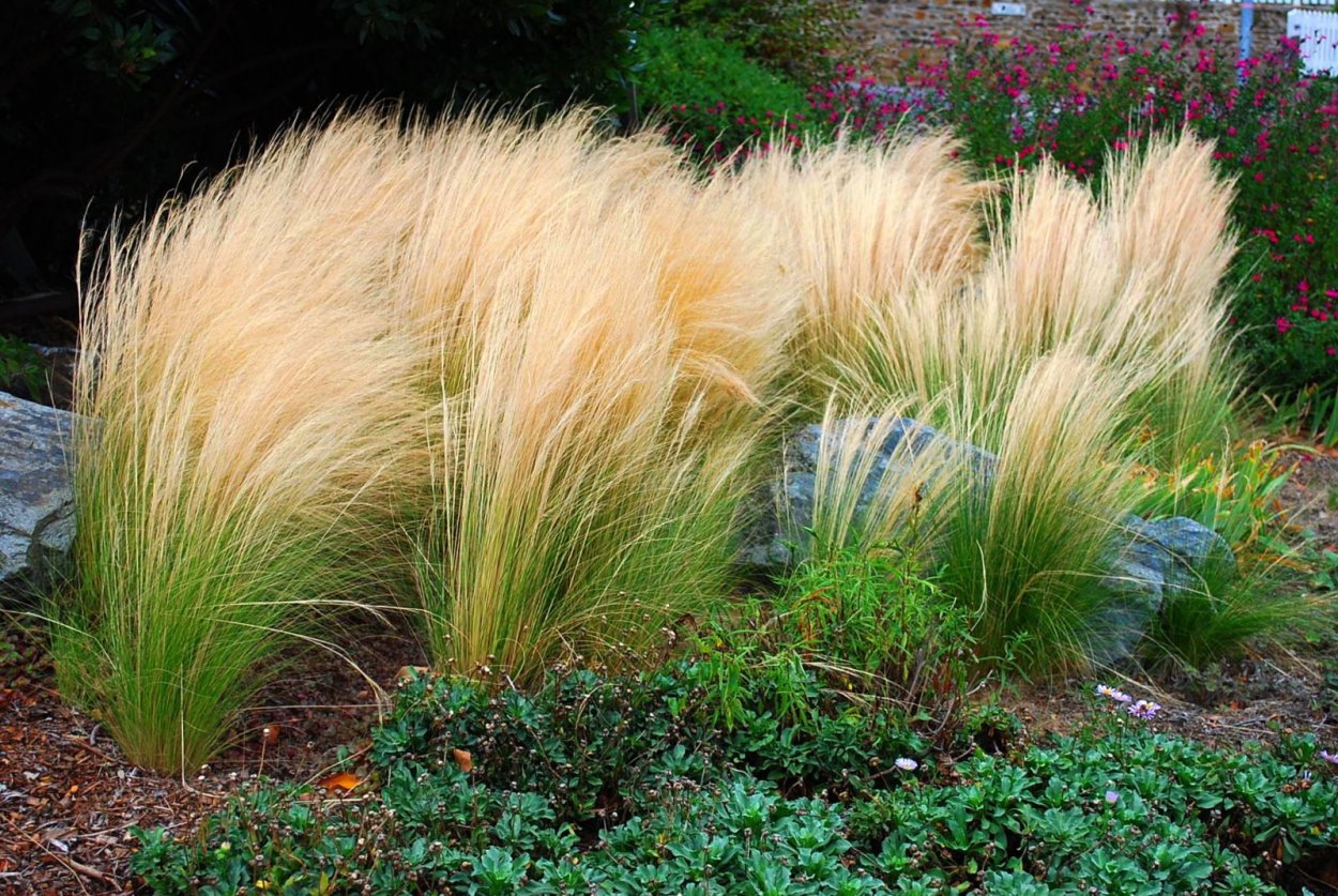 Ячмень гривастый Лисий хвост