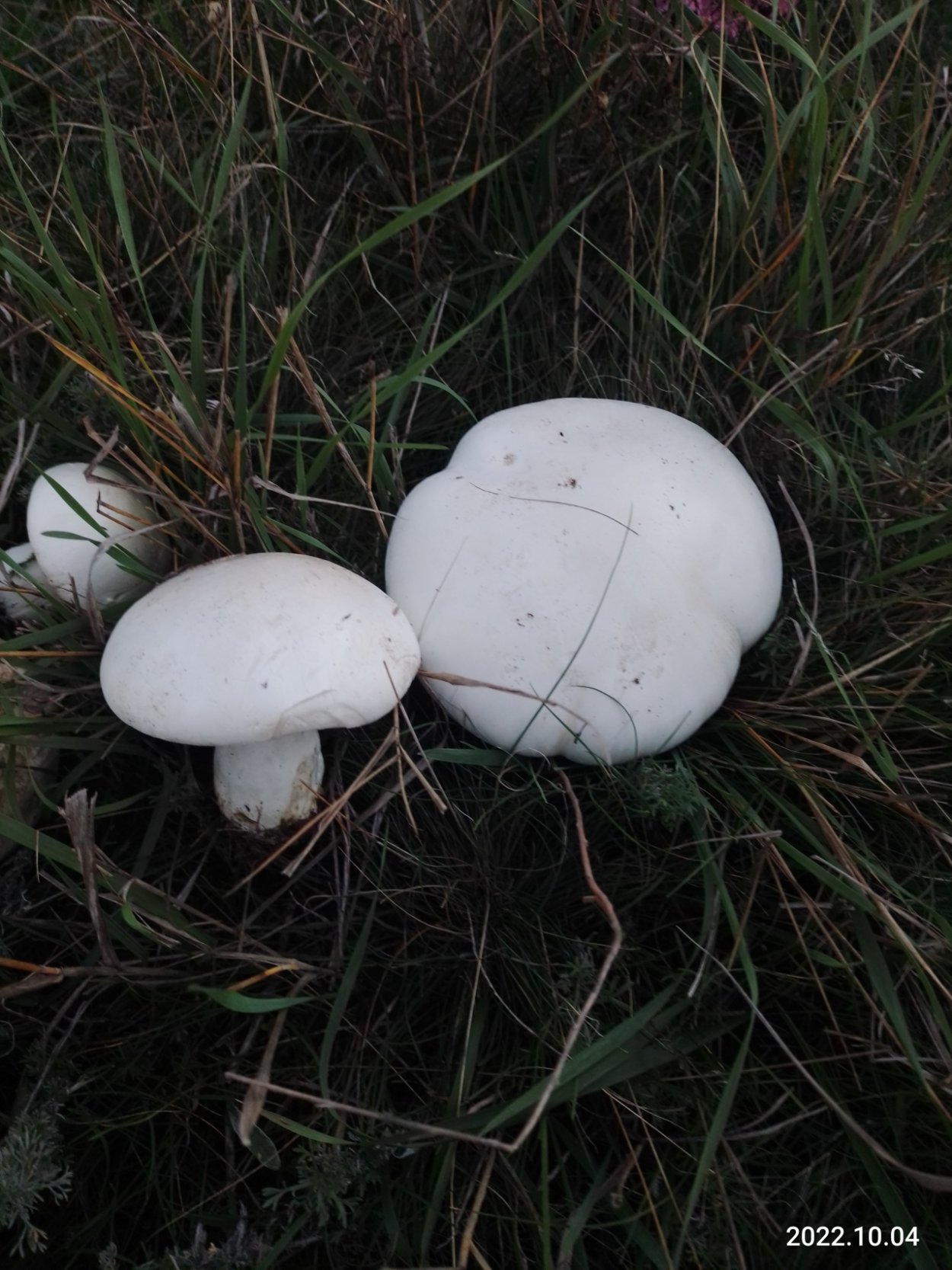 Лейкопаксиллус лепистовидный