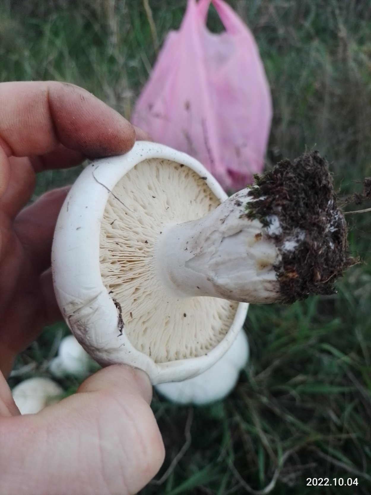 • Лейкопаксиллус лепистовидный гриб