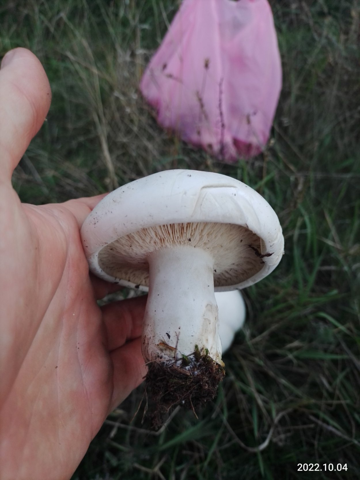 Шампиньон белый