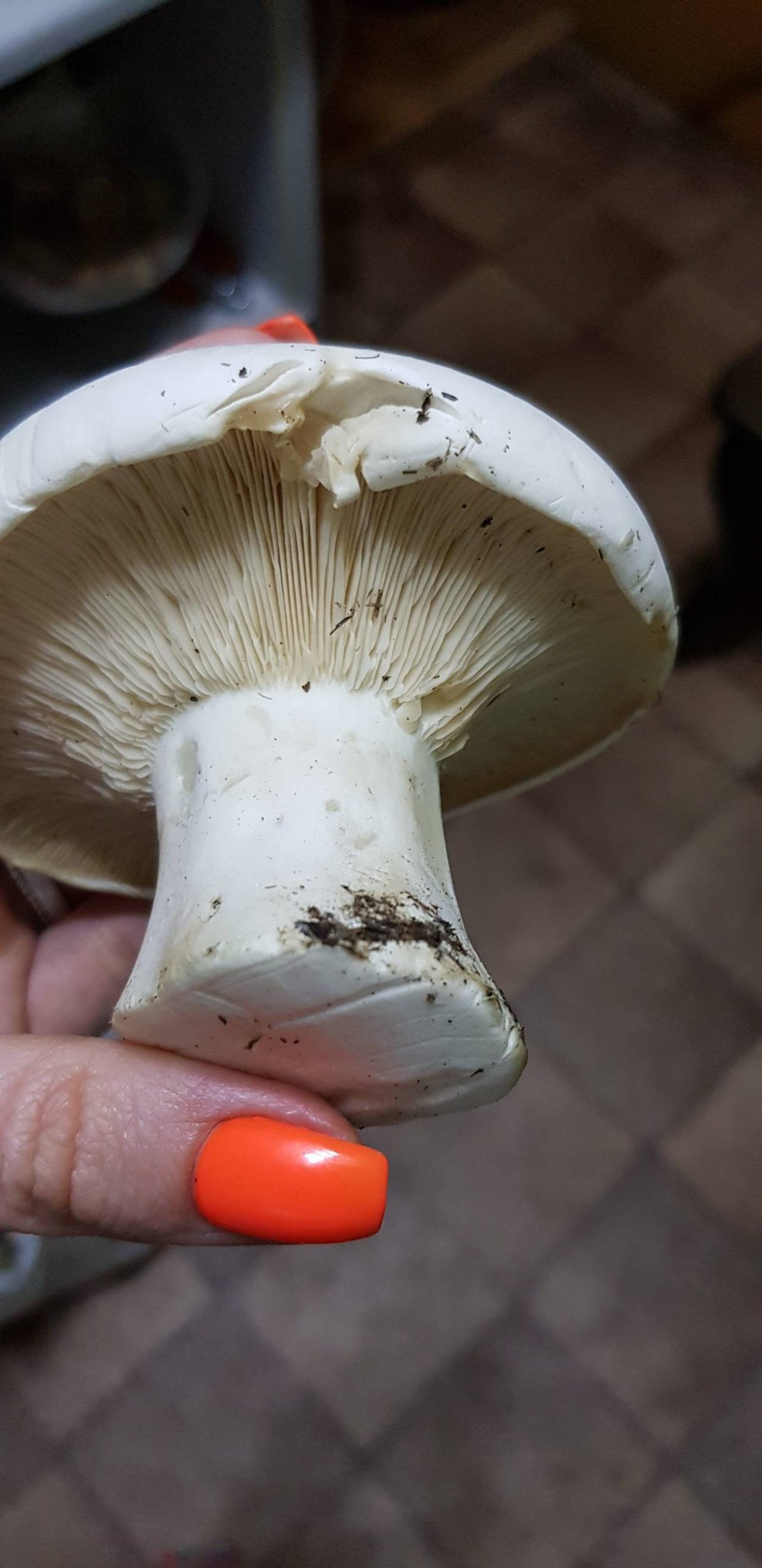 Крымский белый горный гриб