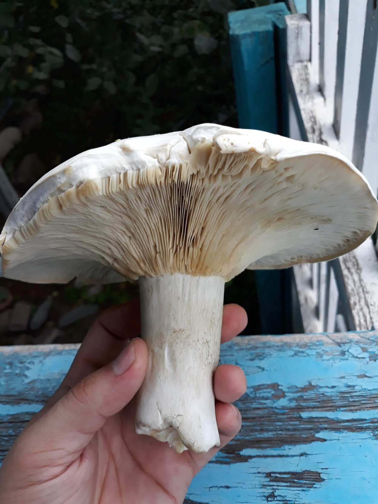 Белосвинуха трехцветная