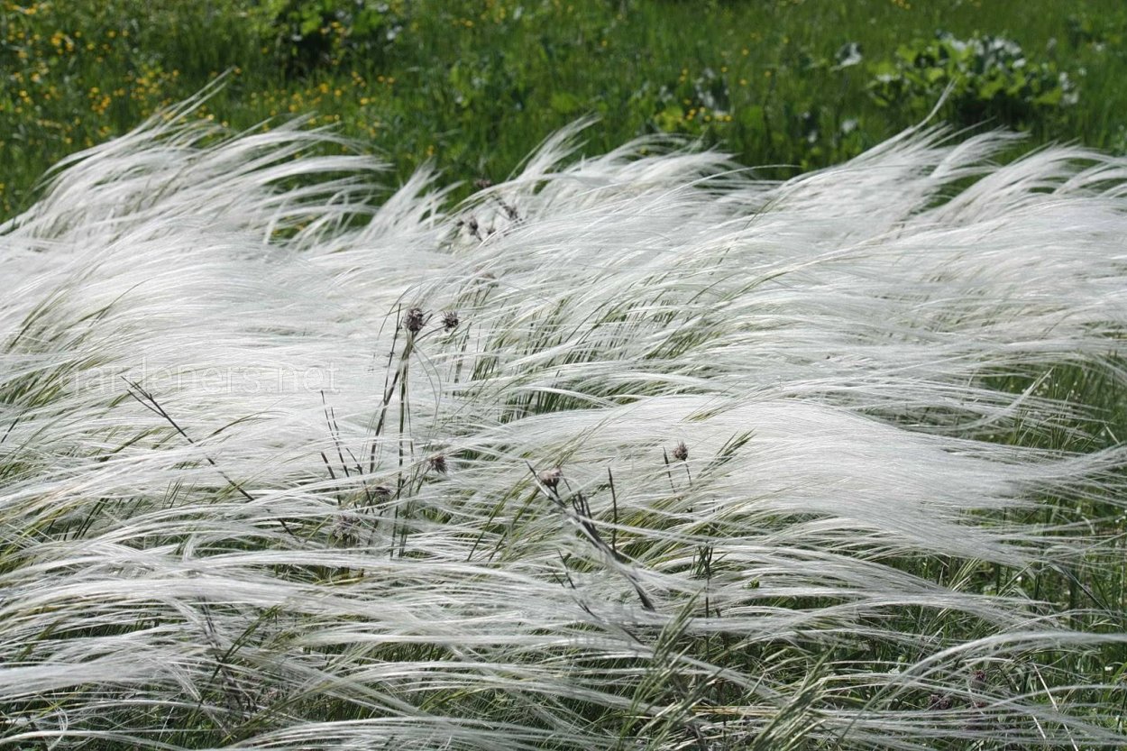 Ковыль Stipa tenuissima