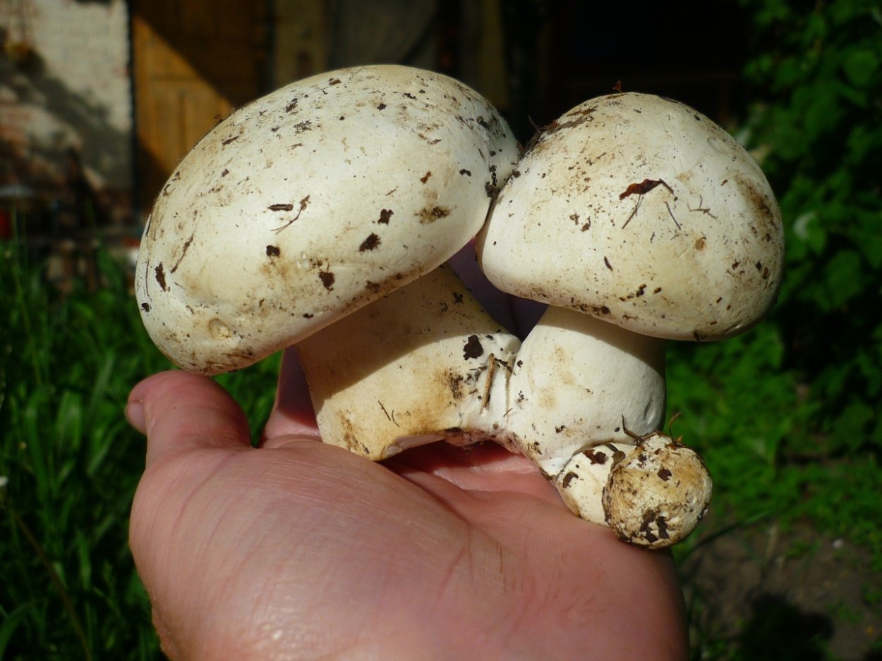 Leucopaxillus gentianeus