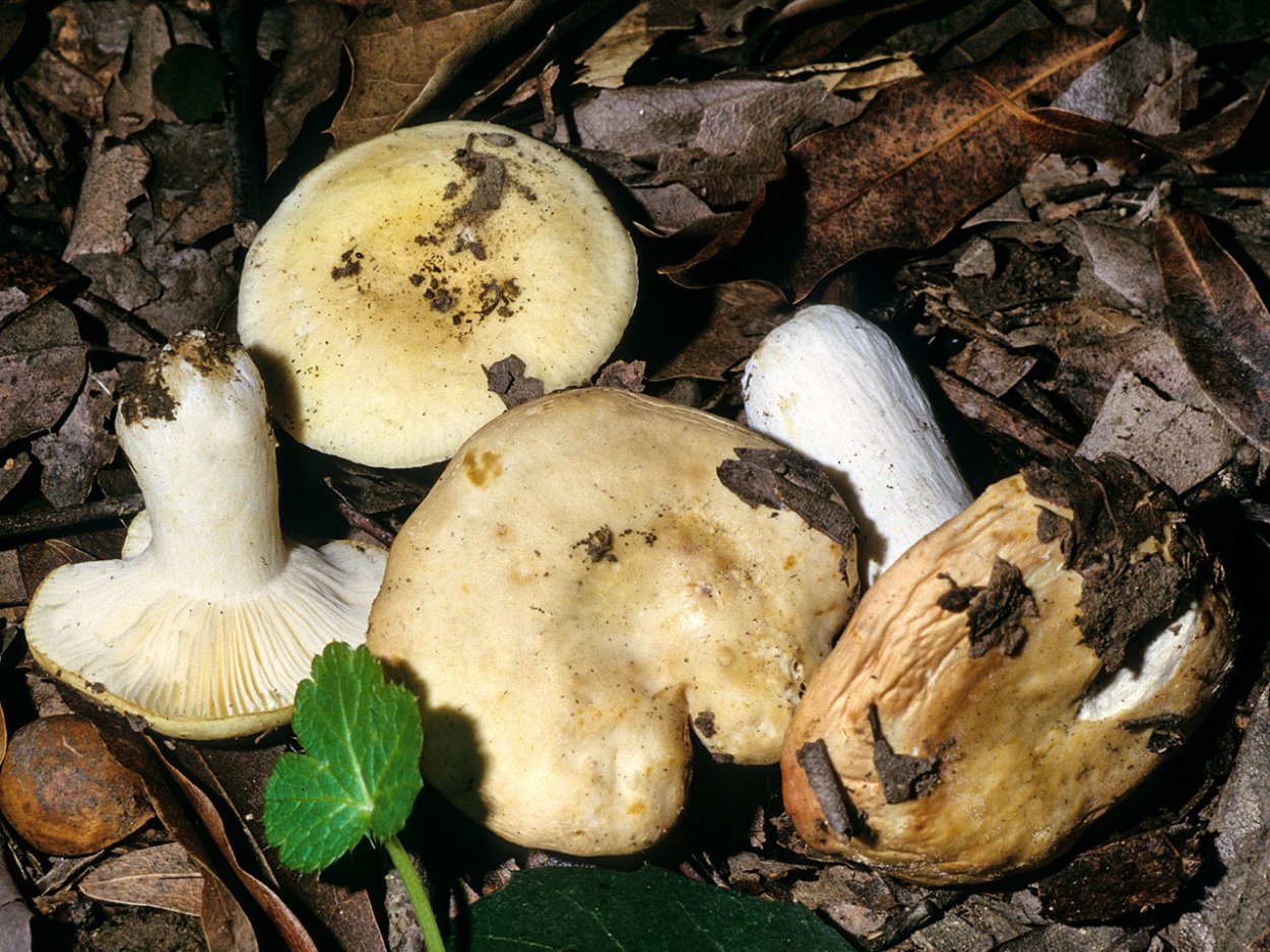 Leucopaxillus gentianeus