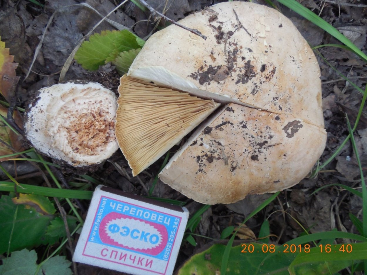 Ложносвинуха лепистовидная