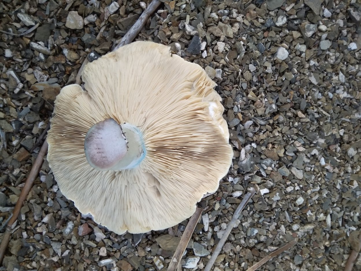 • Лейкопаксиллус лепистовидный гриб