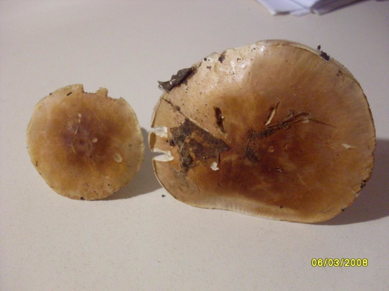 Свинушка Ольховая съедобная