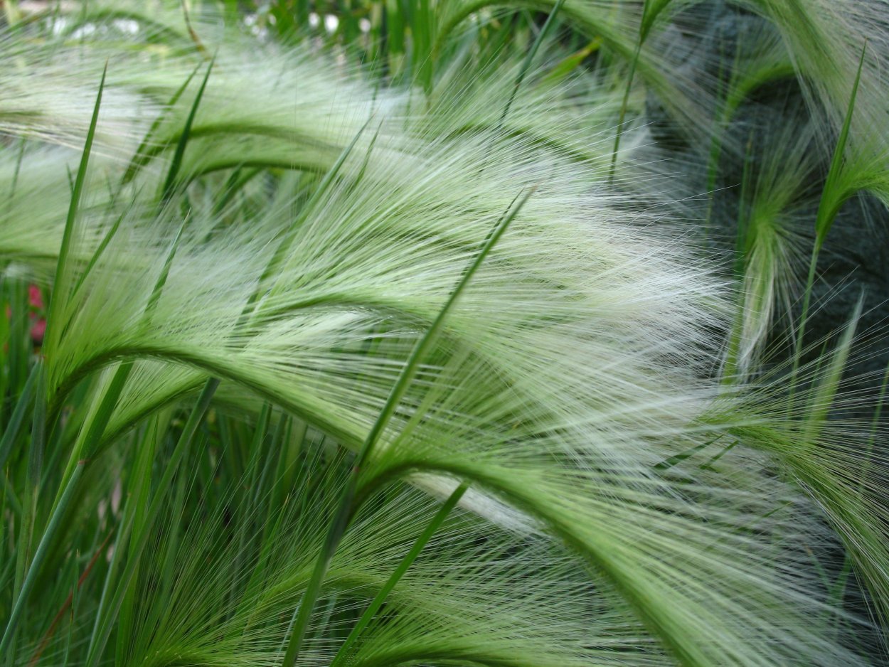 Аллиум ковыль Вейник в цветнике