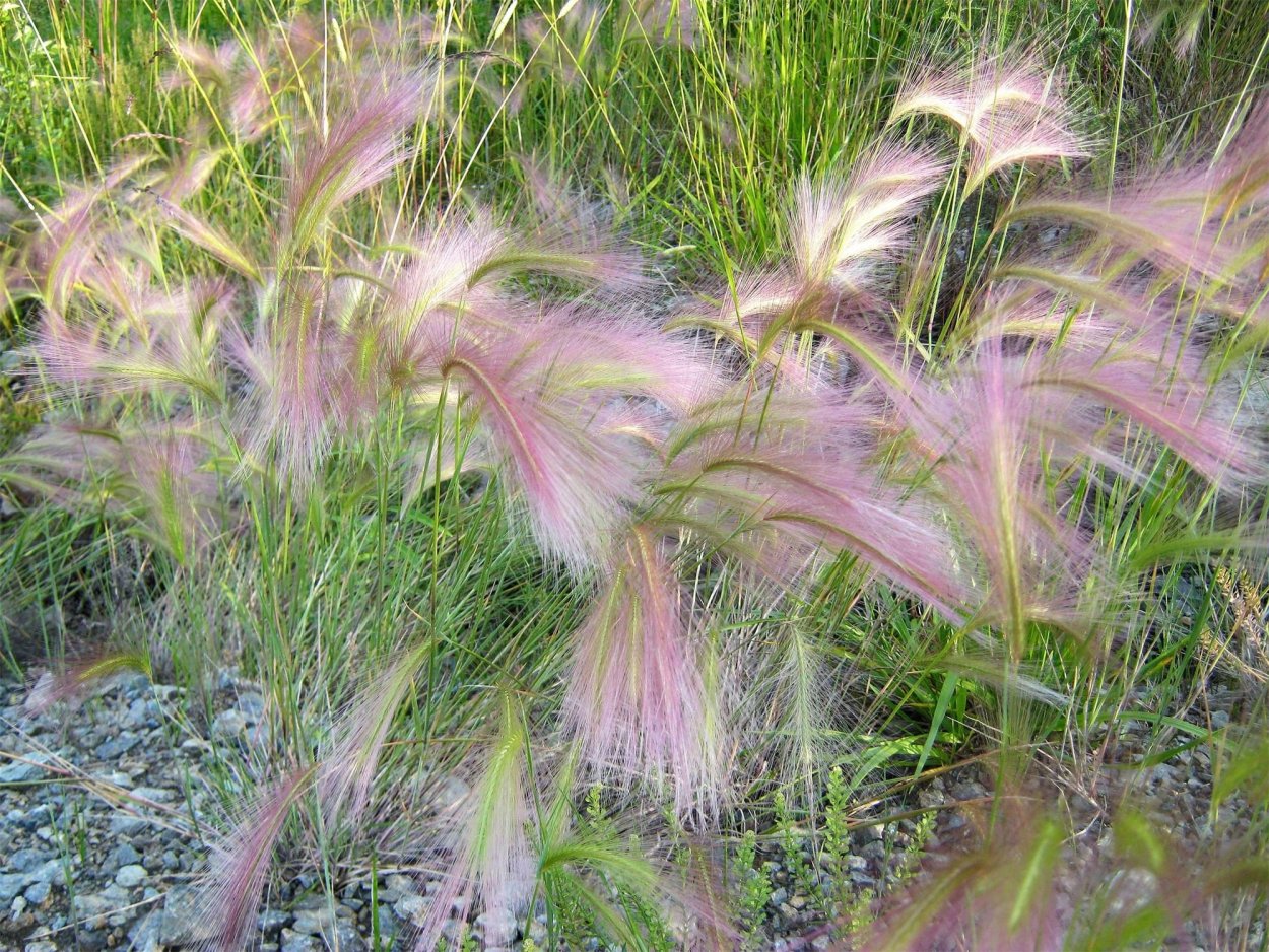 Ячмень гривастый и эхинацея