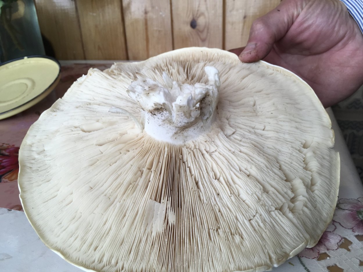 • Лейкопаксиллус лепистовидный гриб