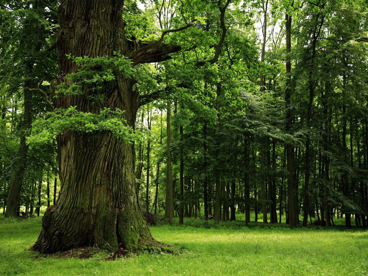 Дубрава лес Башкирия