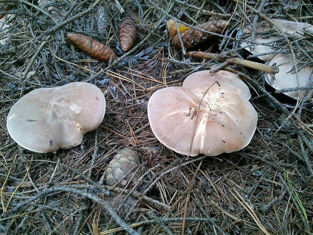 Leucopaxillus albissimus