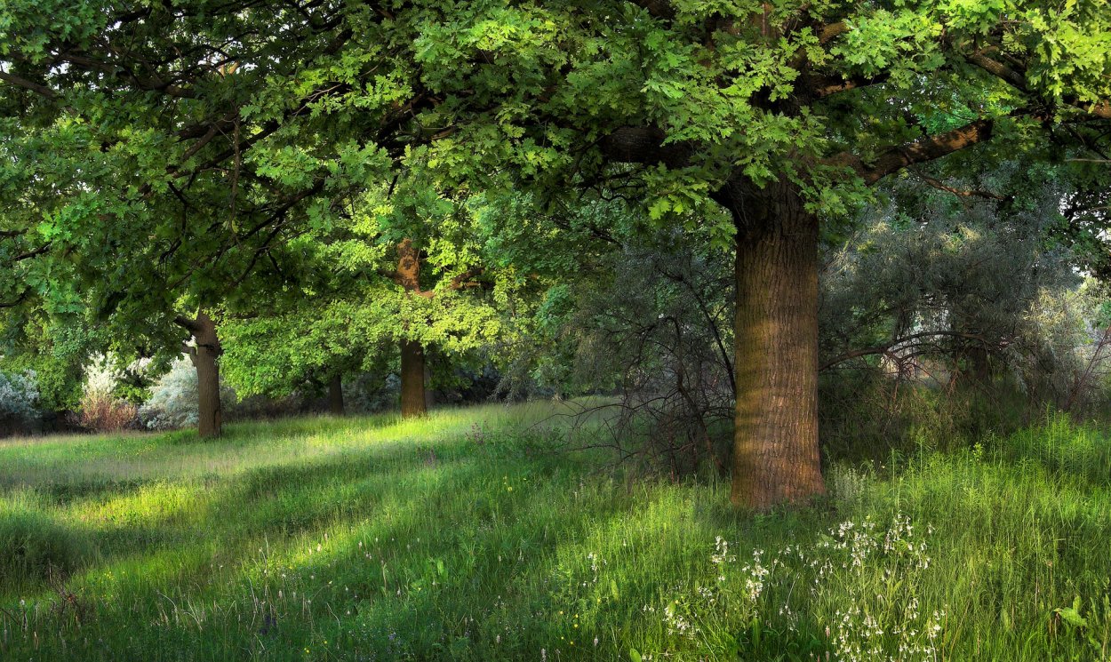 Дубовые Рощи во Франции