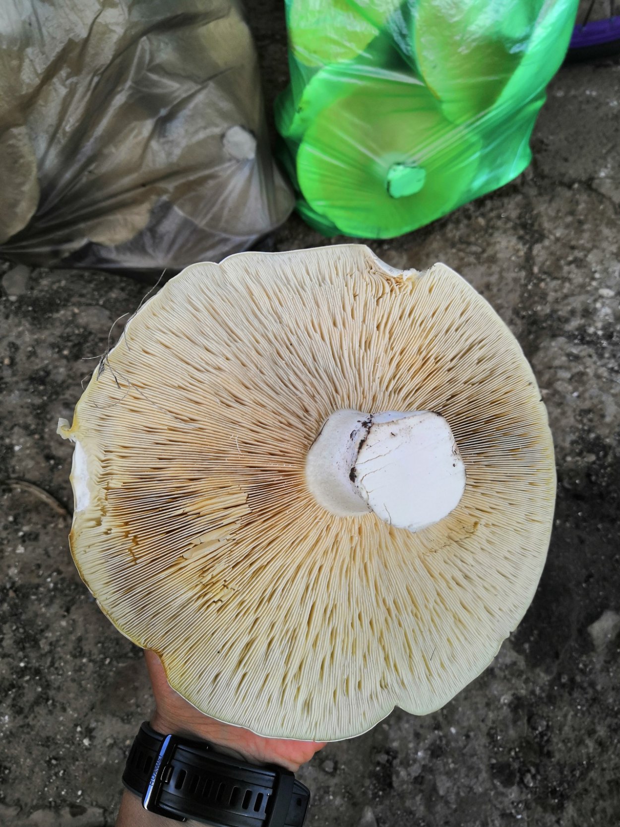 • Лейкопаксиллус лепистовидный гриб