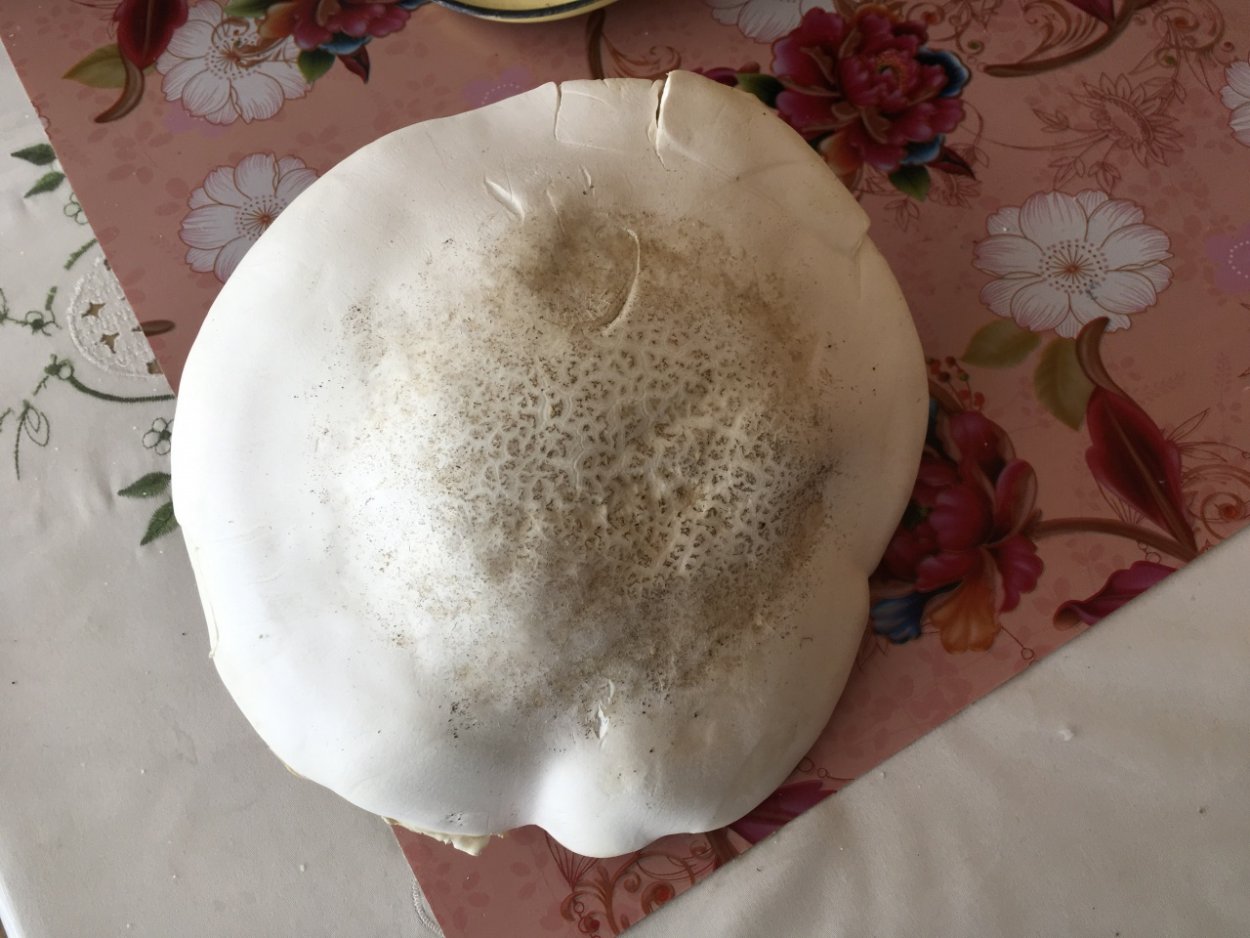 Гриб Белосвинуха лепистовидная