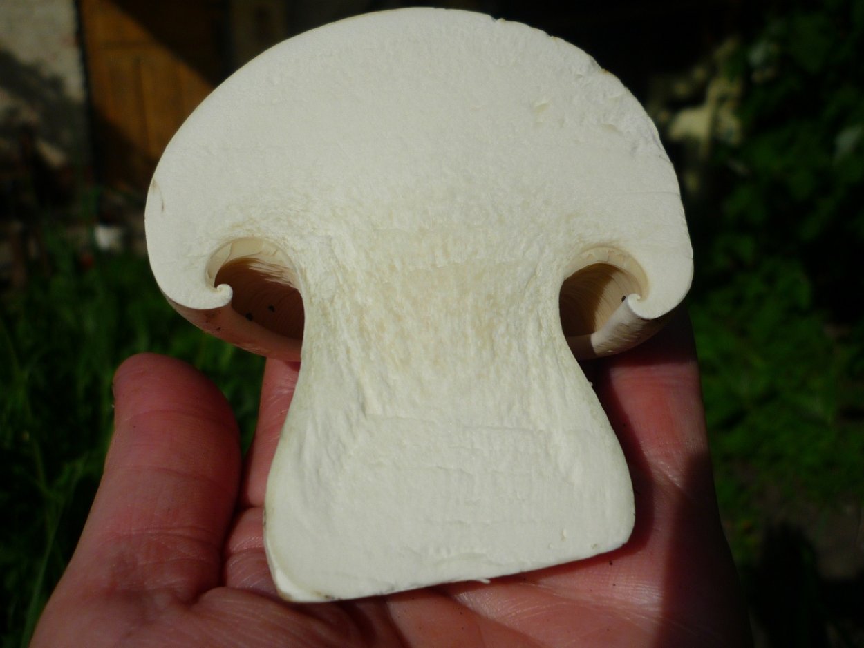 Гаркуша гриб Краснодарский край