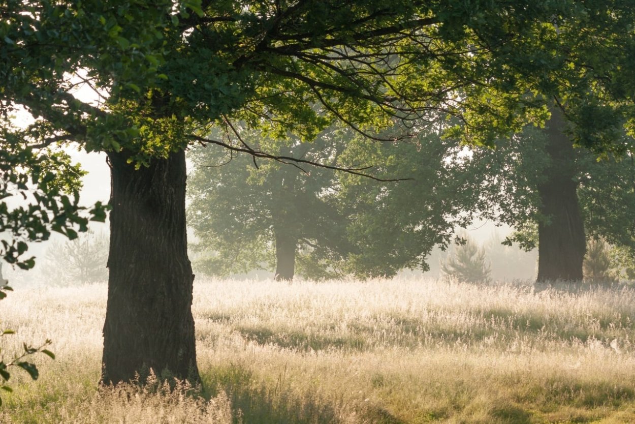 Коренастый дуб в лесу