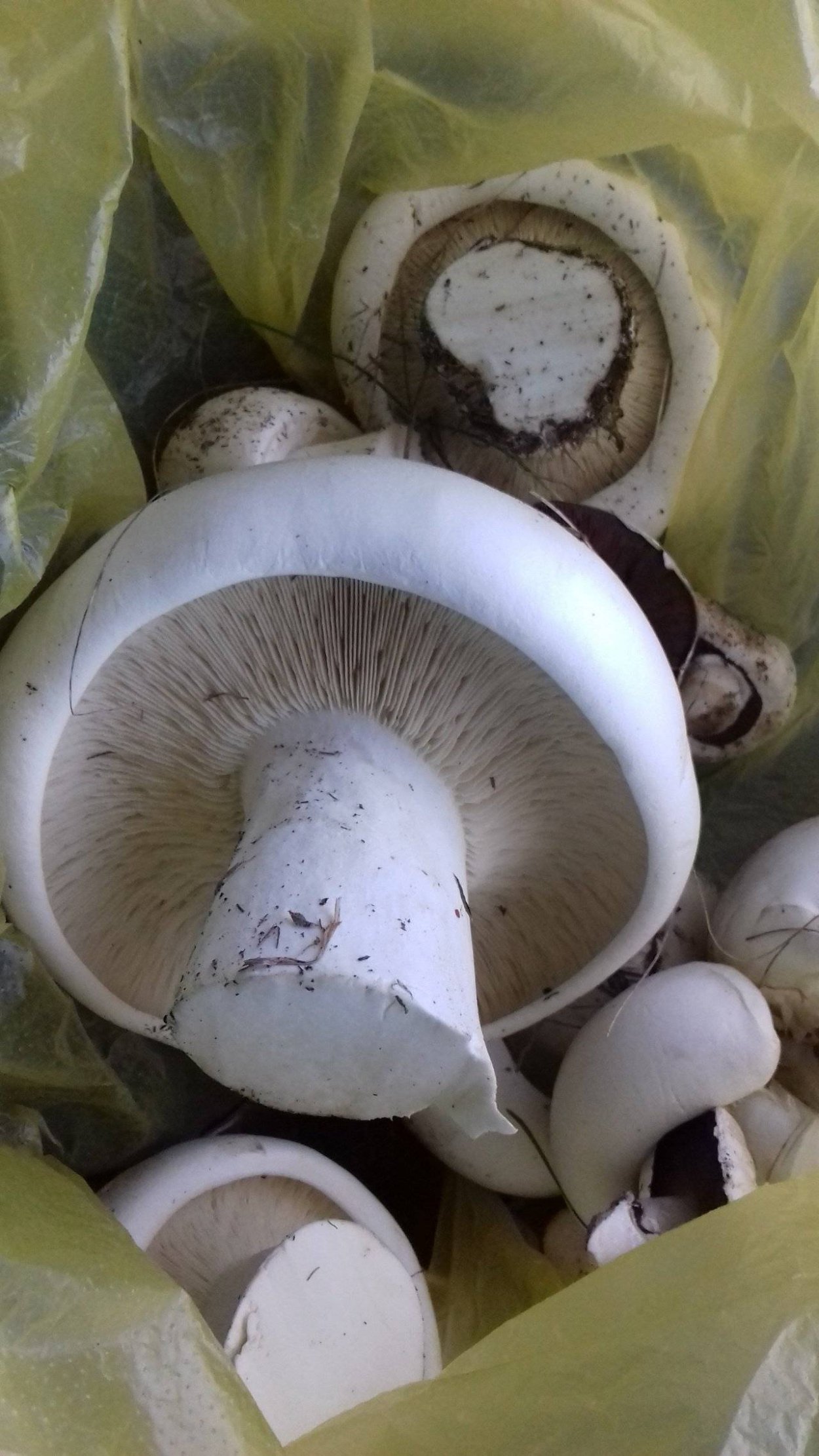 Грибы свинушки осень