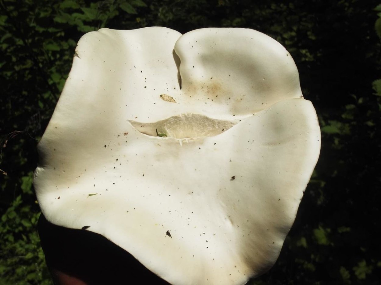 Беловинушка лепистовидная