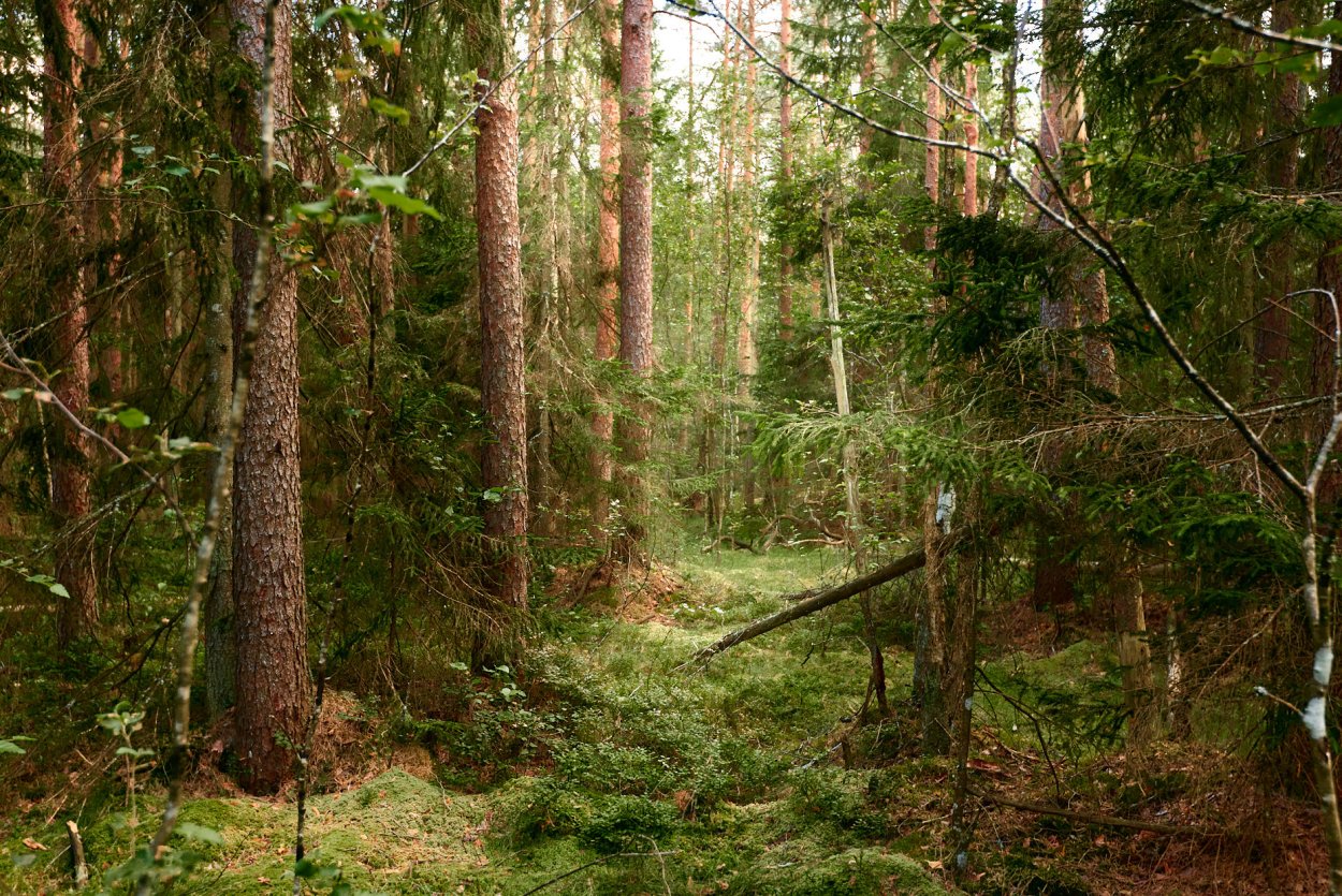 Калининград аллея с дубами