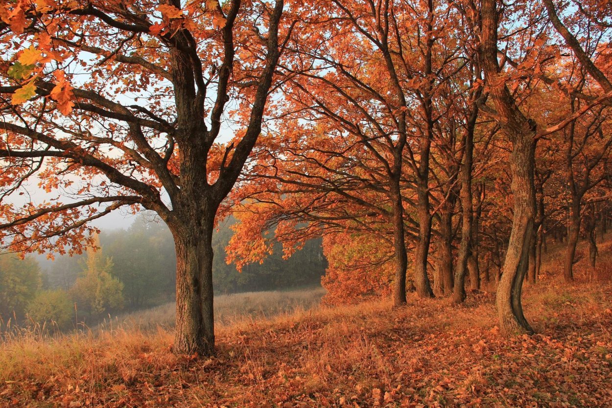 Дубовая роща в Ясной Поляне