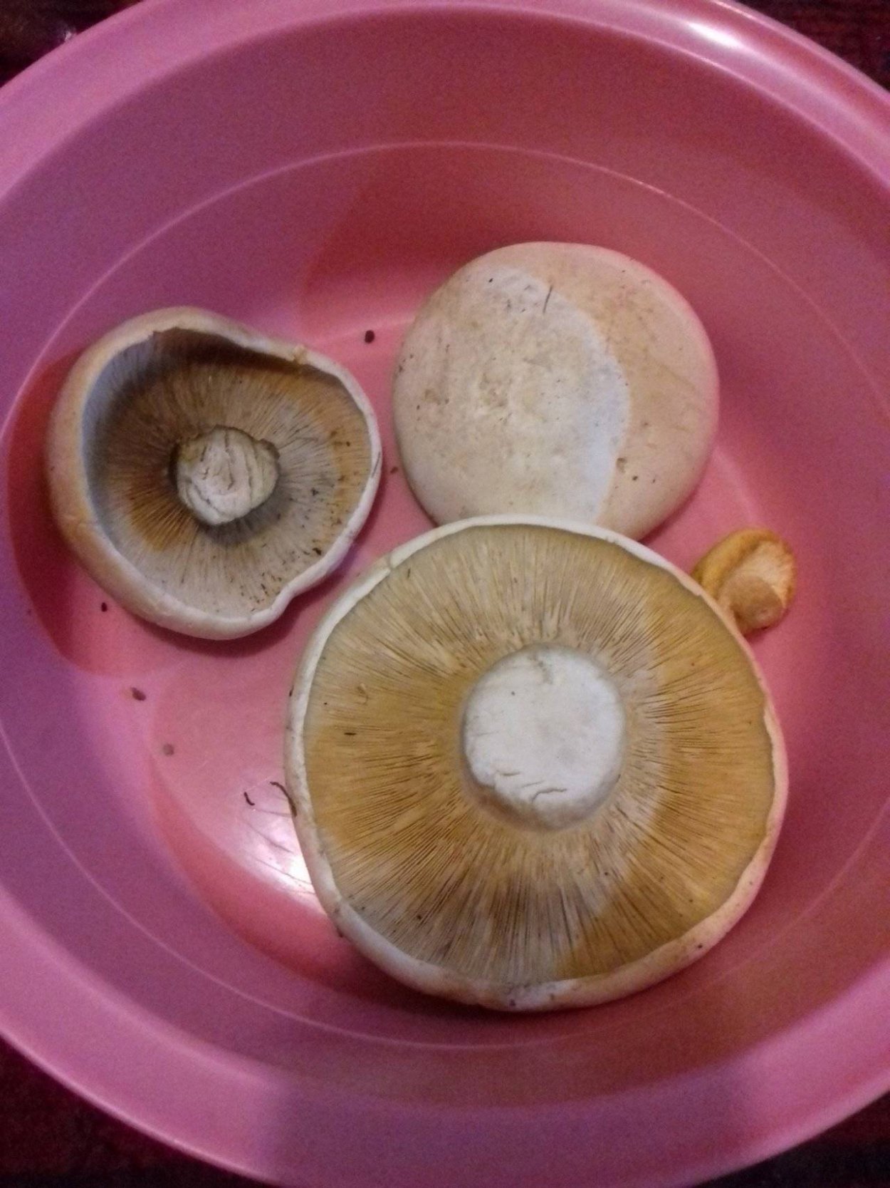 • Лейкопаксиллус лепистовидный гриб