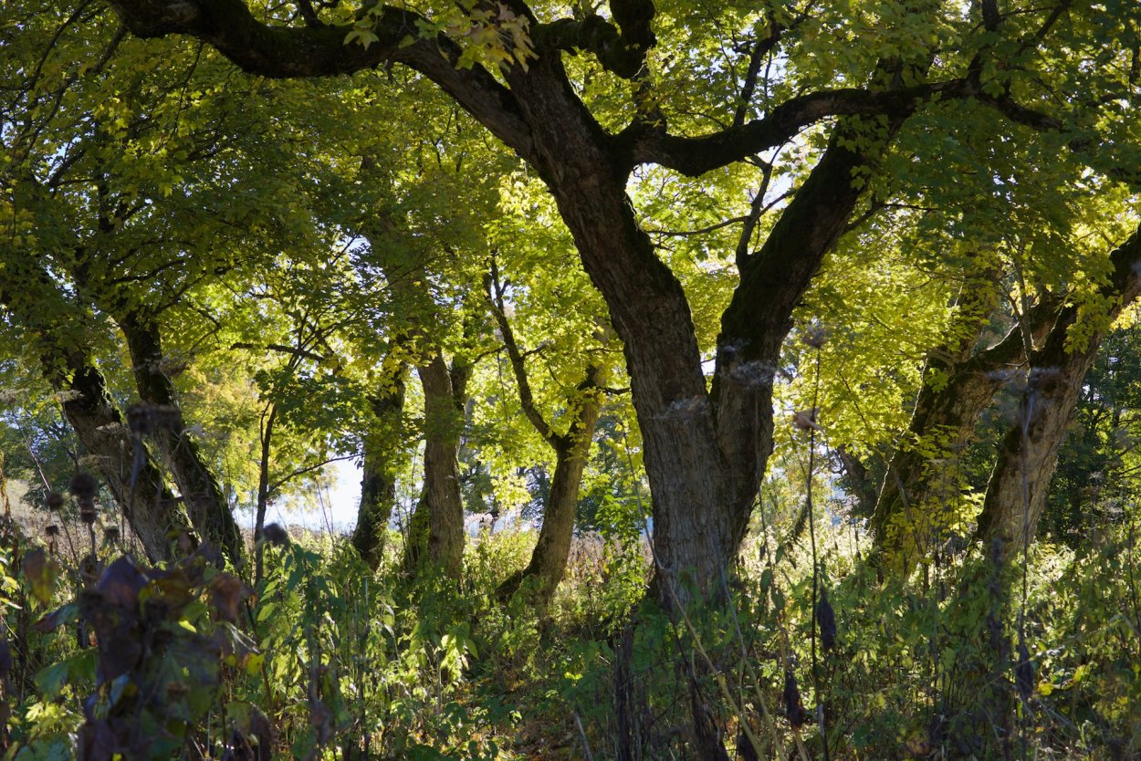 Лес дубовый октябрь Краснодарский край
