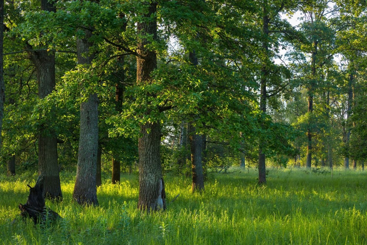 Теллермановский лес Борисоглебск