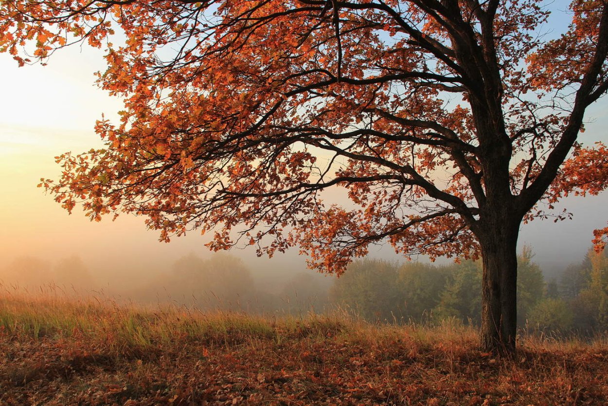 Лес в художественном стиле