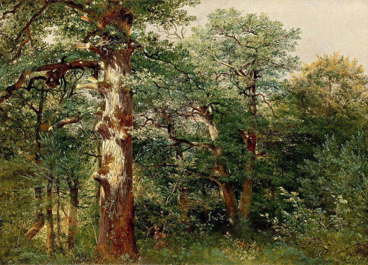 Одинокое дерево