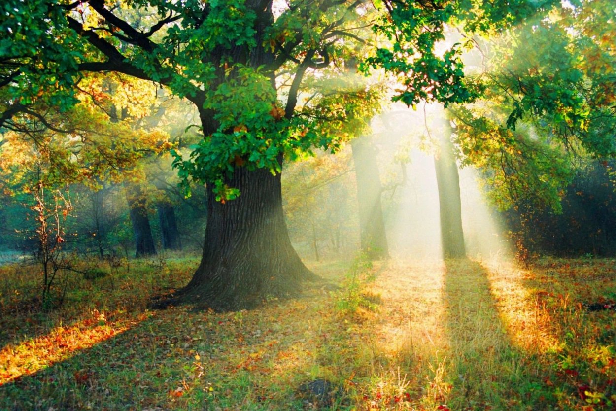 Дубовый лес