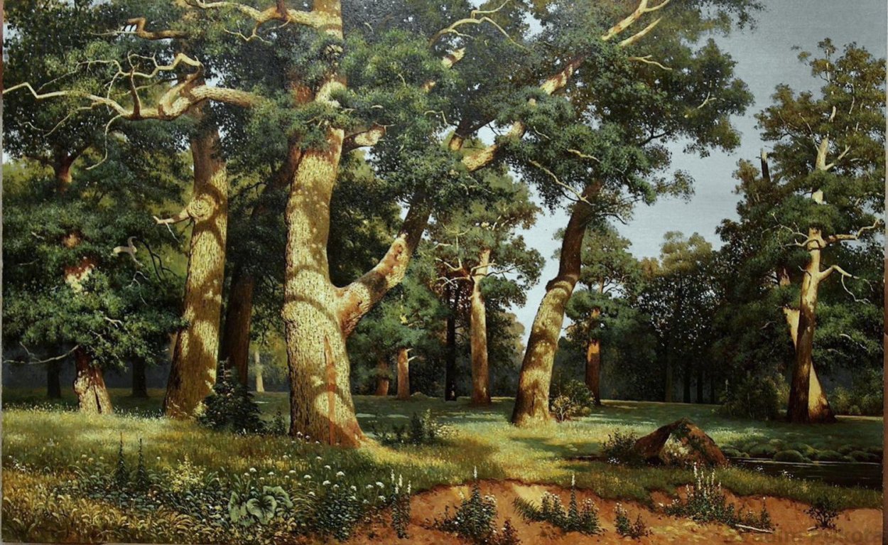 Ангельский дуб Южная Каролина