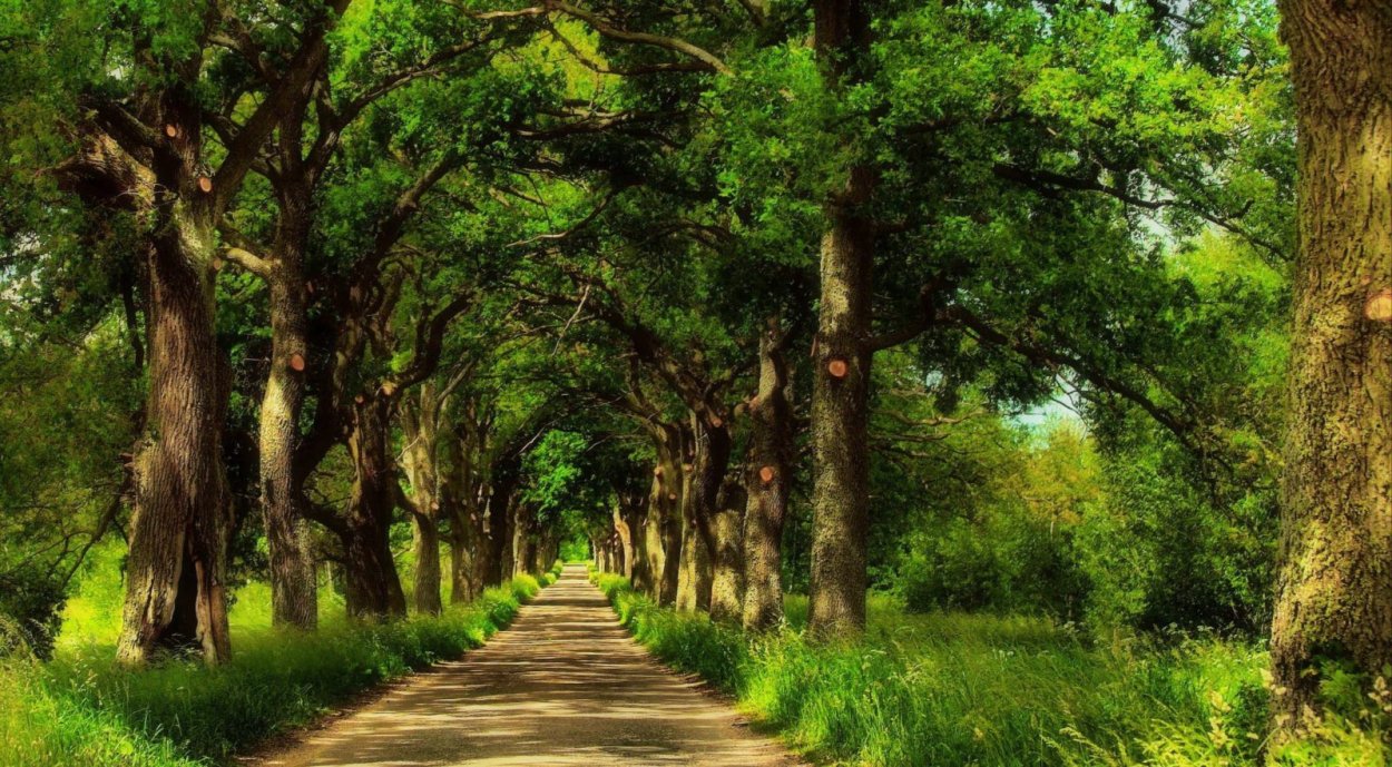 Красивый дуб