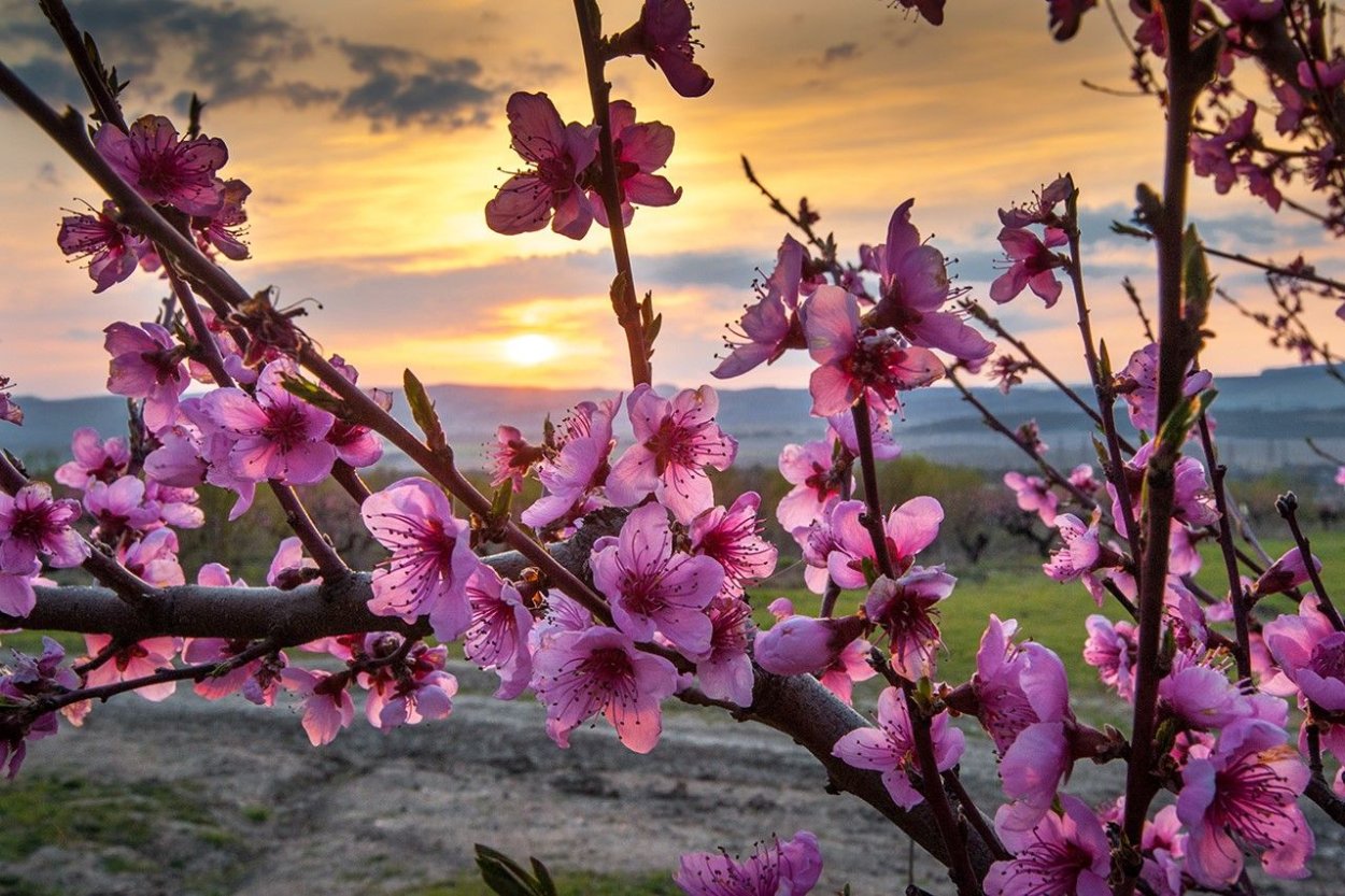 Цветущая Яблоневый сад
