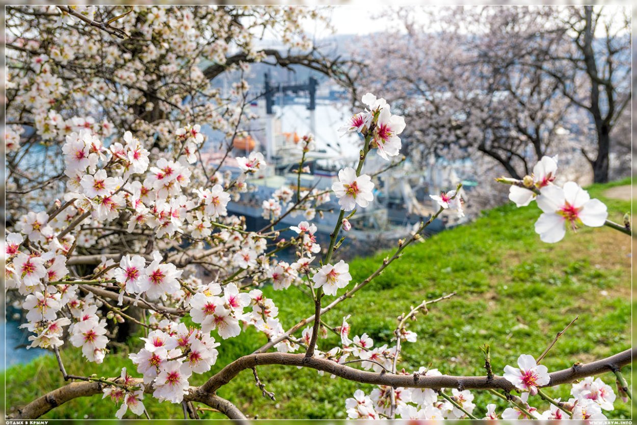 Яблоневый сад в Коломенском