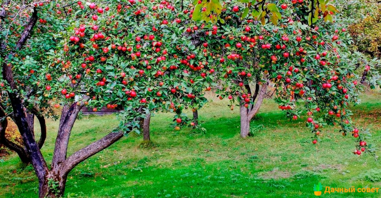 Яблоня с красными яблоками