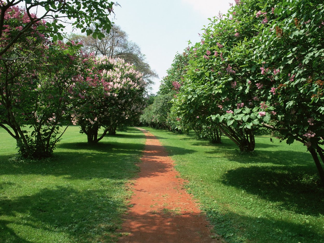 Яблони мондштат