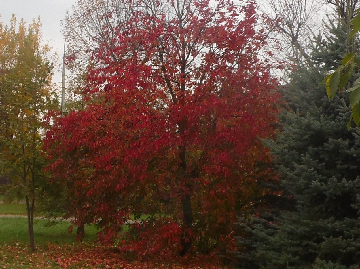 Черемуха виргинская (Padus virginiana) побег