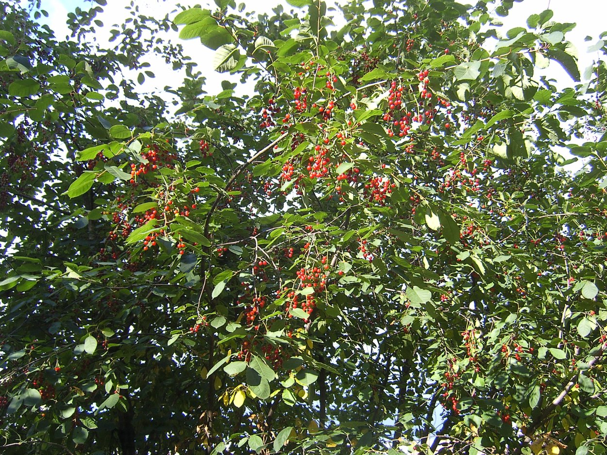 Черемуха виргинская осень