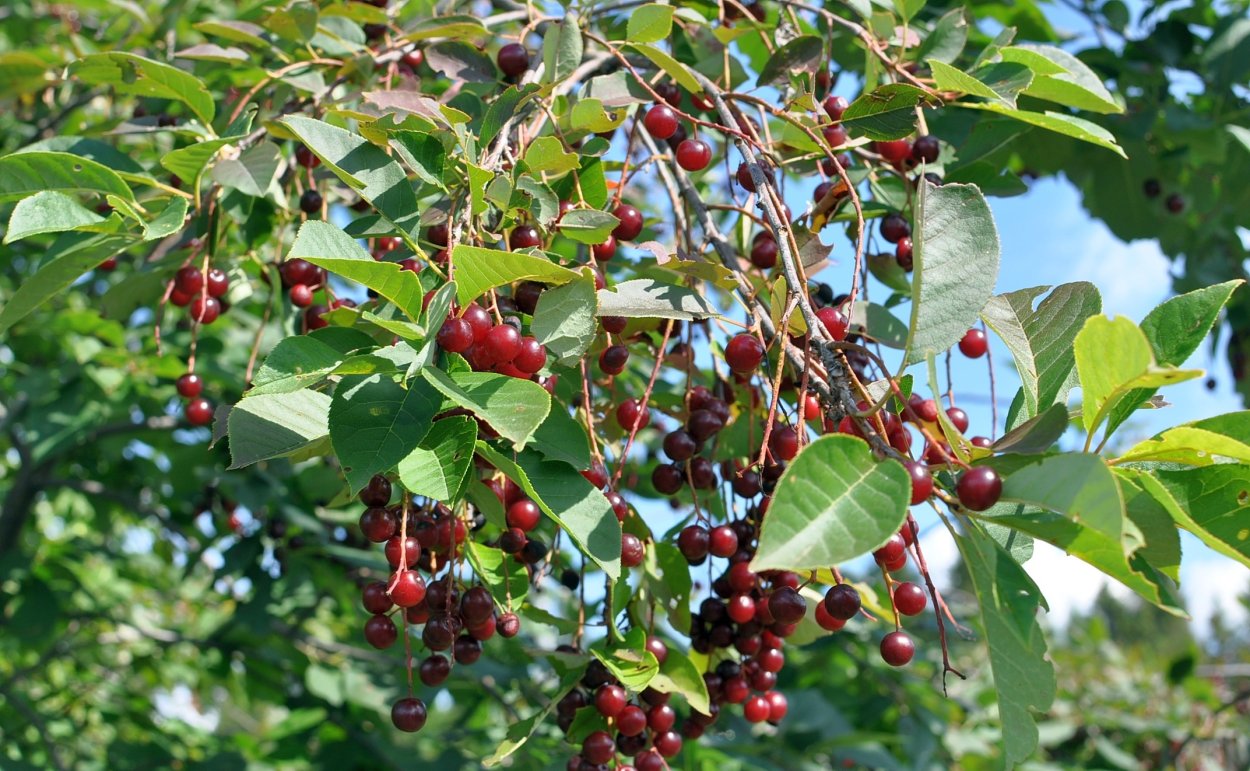 Черемуха с красными ягодами