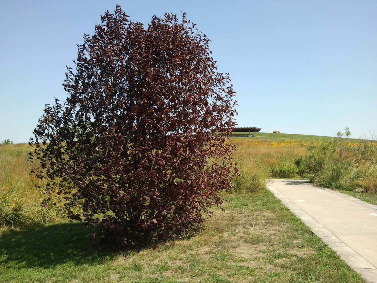 Черемуха неубиенная