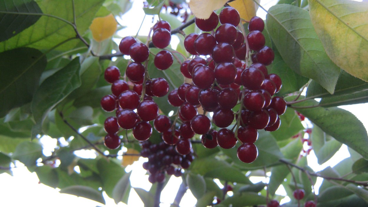 Черемуха виргинская съедобная