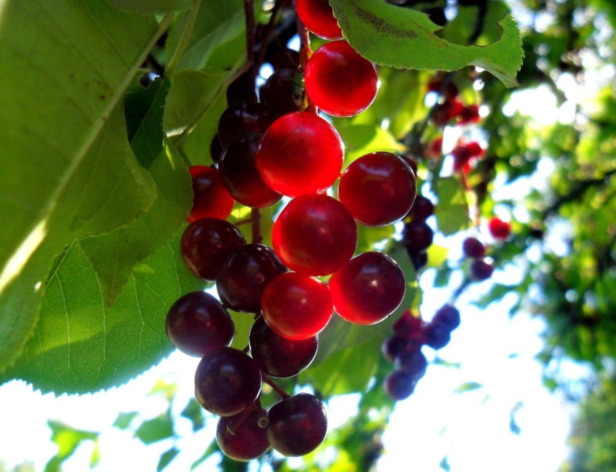 Черемуха виргинская Шуберт осень