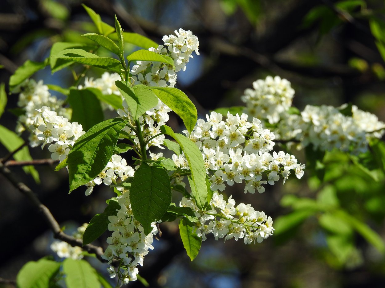 Черемуха виргинская Шуберт (Prunus virginiana Shubert)