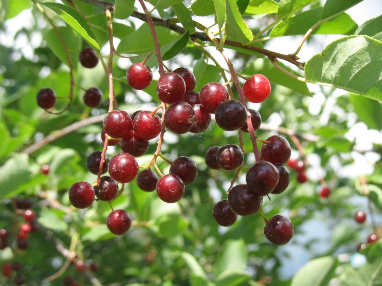 Черемуха виргинская краснолистная